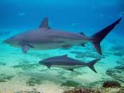 Dusky shark and baby found in Western Australia seas