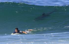 Shark trailing behind unknowing surfer